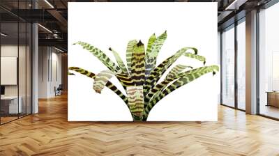 Exotic Bromeliad Plant Isolated on White Background Wall mural