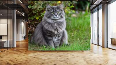 Fluffy big cat sitting elegantly, with soft fur and expressive eyes, with copy space.  Wall mural