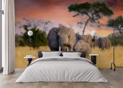 A herd of wild elephants walk through the savanna of Tarangire National Park in Tanzania, East Africa Wall mural