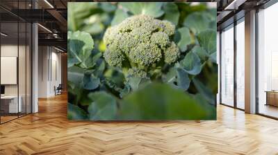 Garden fresh broccoli growing in a garden Wall mural