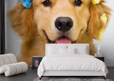 Happy Golden Retriever getting groomed with hair curlers Wall mural