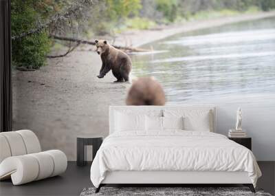 Two wild Alaskan Grizzly Bears on beach at Lake Brooks in Katmai, Alaska Wall mural