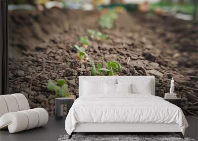 Close-up of young seedlings sprouting in rich, dark soil, showcasing healthy growth in a garden environment. Wall mural