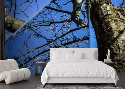 tree and blue sky Wall mural