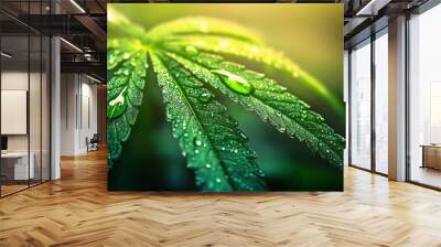 Cannabis leaf with morning dew and warm sunlight Wall mural