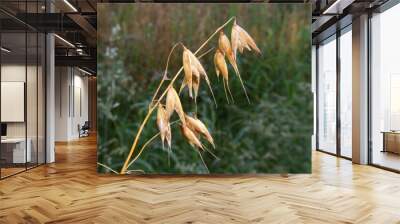 Close-up of the ripe ear of an oat plant Wall mural