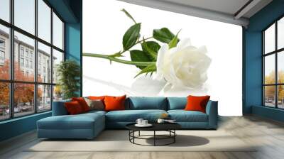 White Rose Wall mural