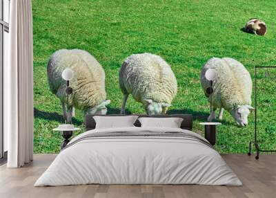 Sheep in a meadow in the Netherlands Wall mural