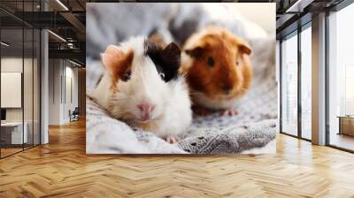 Two guinea pigs on the woolen blanket Wall mural