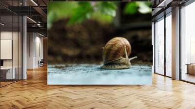 Snail in the garden on a light blue painted wood plate Wall mural