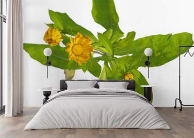 Top view of Pot Marigold plant with yellow flowers Wall mural