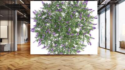 Top view of sage plant Wall mural