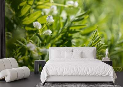 Close-up of a lentil plant with white flowers Wall mural