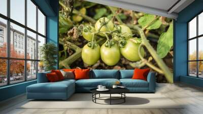 Unripe tomatoes on a branch Wall mural