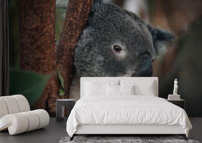 A wild Koala climbing a tree. soft focus. New South Wales, Victoria, Australia. Wall mural