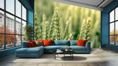 Fresh growing wheat on a farmland Wall mural