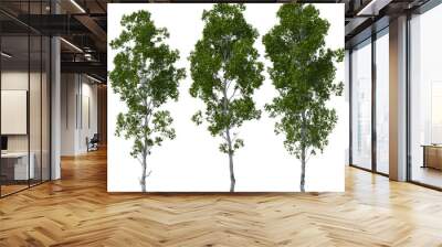 american trembling poplar aspen hq arch viz cutout 3d render Wall mural