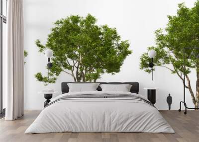 tree caesalpine trees, hq cutout arch viz plant Wall mural