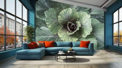 Green cabbage with red veins. plant detail , top view photo. Fresh vegetables Wall mural