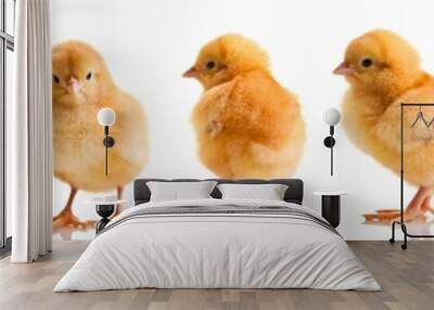 chickens in differens poses isolated on white Wall mural