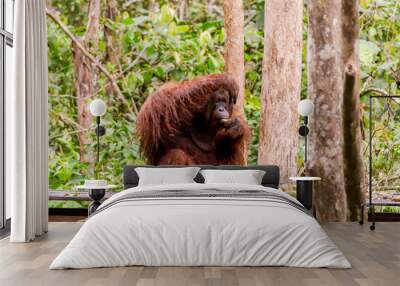 Image of the famous Tanjun Puting National Park, located in Kalimantan, Borneo, Indonesia Wall mural