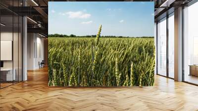 Wheat field on a nice summer day Wall mural