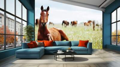 Horse lies and resting on summer pasture Wall mural