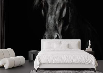 Portrait of a black horse on the black background Wall mural