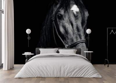 Portrait of a black horse on the black background Wall mural