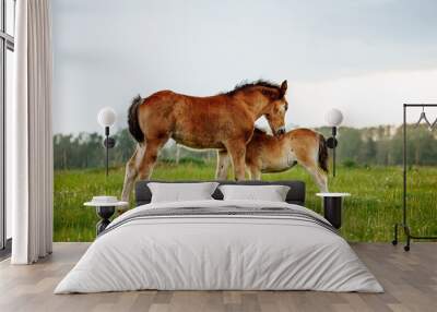 Two foal scratching each other in a meadow, summer time Wall mural