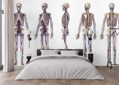 Human body anatomy. Skeleton with veins and arteries. Five angles views. Wall mural