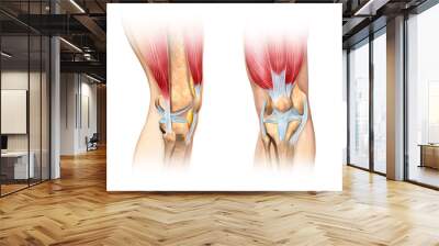 Human knee cutaway illustration. Anatomy image. Wall mural