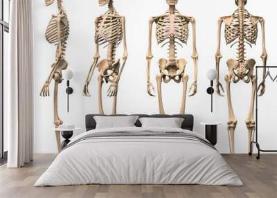 Male Human skeleton, four views, front, back,side and perspectiv Wall mural