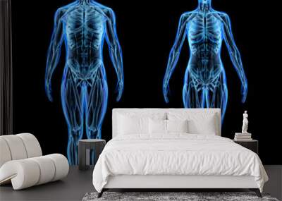 Man and woman muscle and skeletal systems. X-ray. Wall mural