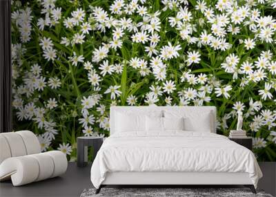 White flowers in the spring forest Wall mural