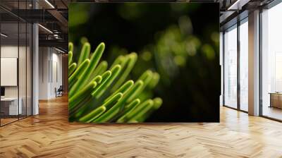 Colorful green macro shot of the needles of a Christmas tree with dark background and space for text Wall mural