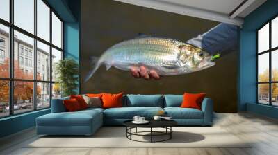 American Shad Fish Wall mural