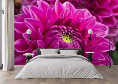 Close-up of Vibrant Pink Dahlias in Full Bloom Wall mural