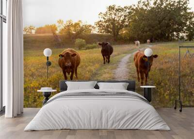 Cows Wall mural