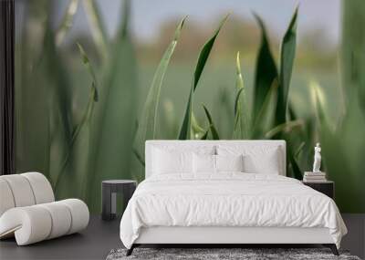 green grass in the morning Wall mural