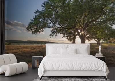 Oak tree in field by Lake Georgetown, in Georgetown, TX Wall mural