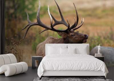 Portrait of a large bull elk Wall mural