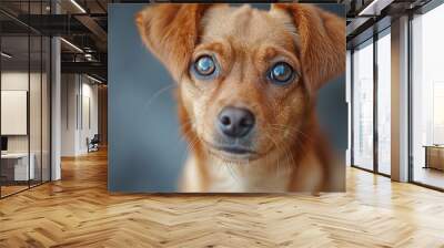 Close-Up Portrait of a Brown and White Dog With Blue Eyes Wall mural