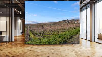 Alsace, December: view of Vineyards at Chateau de Kaysersberg Wall mural