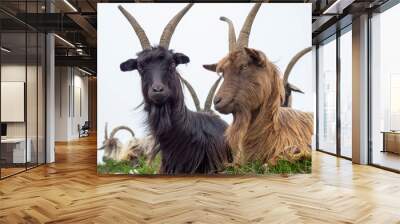 Herd of wild goats grazing in the meadows on the Italian Alps. Mountain natural environment Wall mural