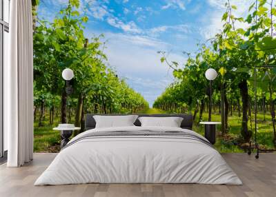 view of an Italian vineyard Wall mural