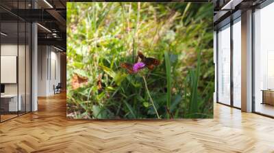 butterfly on a flower Wall mural