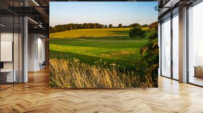 Cows on a farm near Broadway, The Cotswolds, Gloucestershire, England, United Kingdom, Europe Wall mural