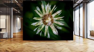 Of a vivid flower with a single seed pod against a blurred green background Wall mural