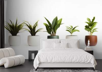 Indoor houseplant, Lush green potted plant isolated on white background Wall mural